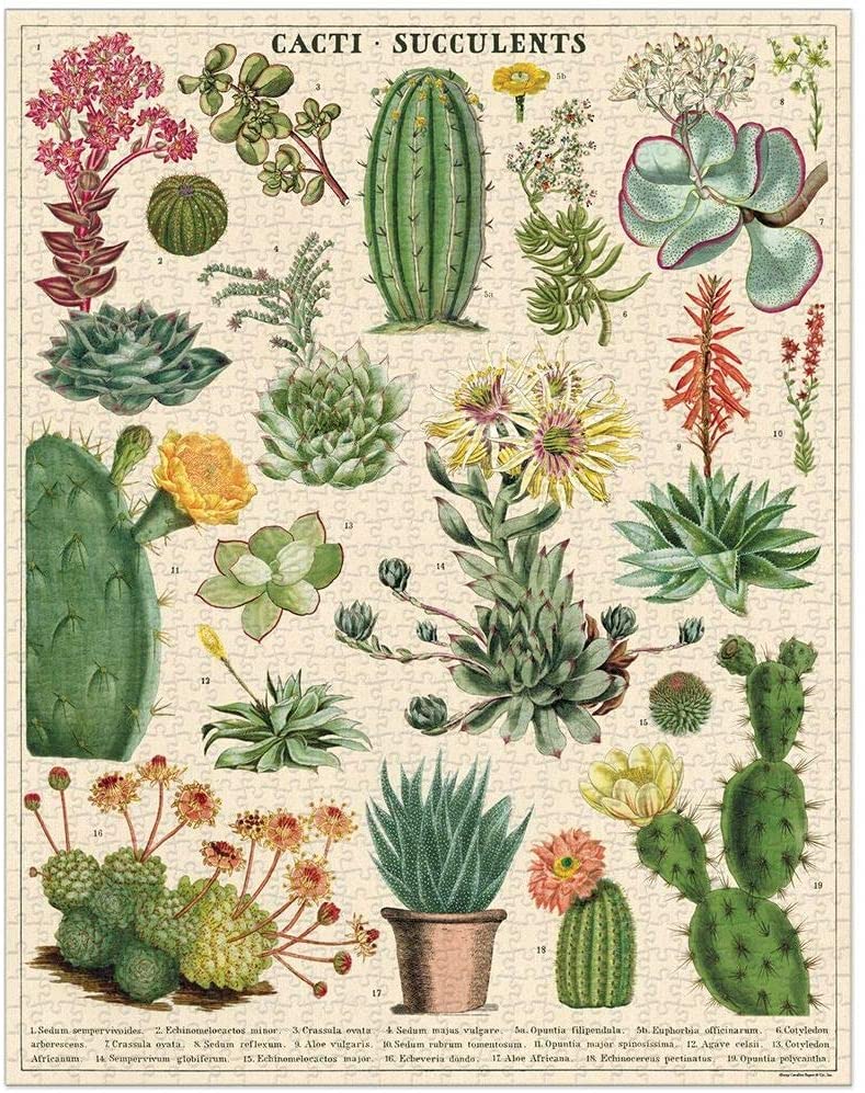 Puzzle cactus and succulents